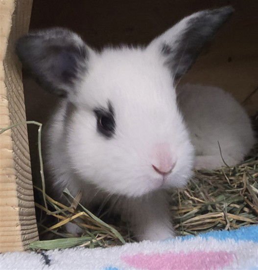 BUN BUN - Shorthaired Rabbit available for adoption