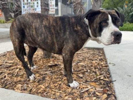 TIGERESA - Pit Bull Terrier available for adoption