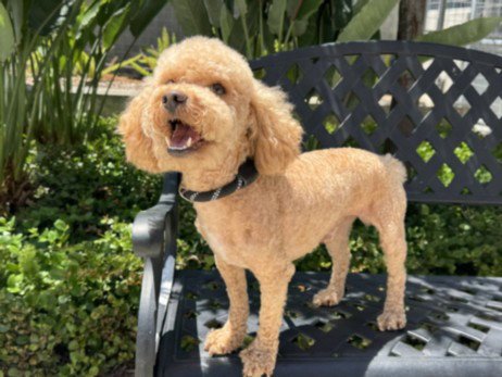 HUNTER - Poodle (Miniature) available for adoption