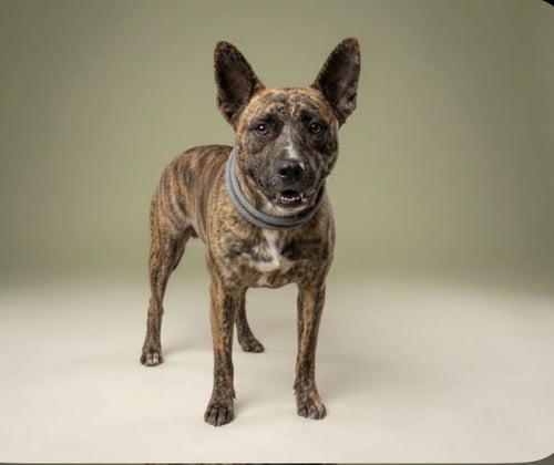 JULIETTA - Pit Bull Terrier available for adoption