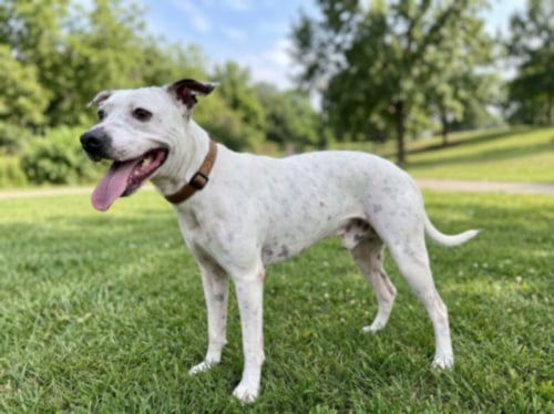 BOOMER - Pit Bull Terrier available for adoption