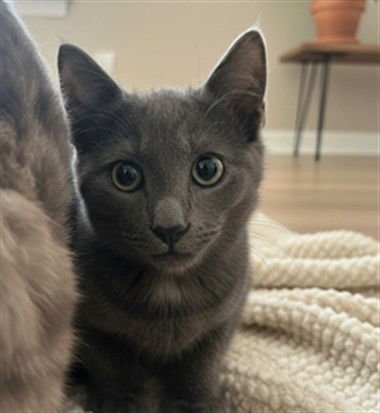 BLUE - Domestic Short Hair available for adoption