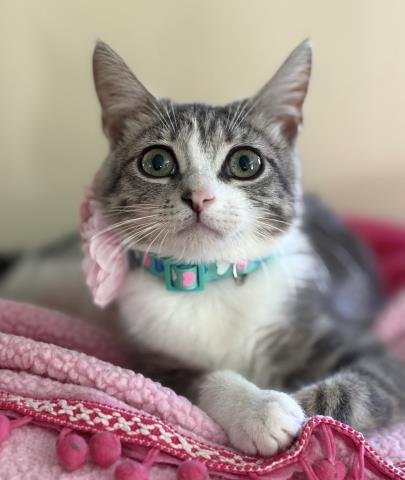 LUCY - Domestic Short Hair available for adoption