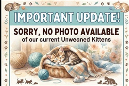 A2283881 - Domestic Short Hair available for adoption