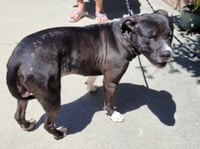WILBUR - Photo 1