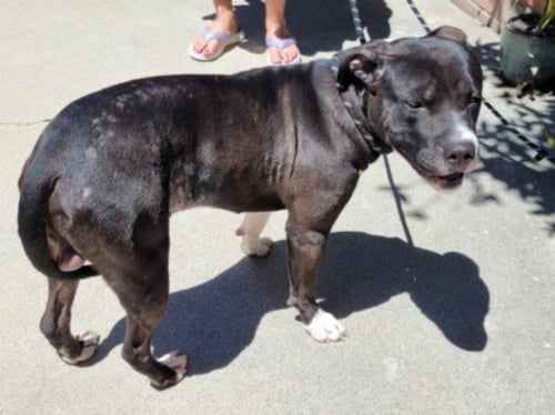 WILBUR - Pit Bull Terrier available for adoption
