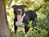 WILBUR - Photo 1