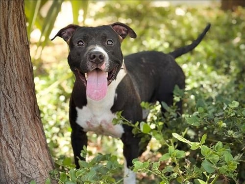 WILBUR - Pit Bull Terrier available for adoption