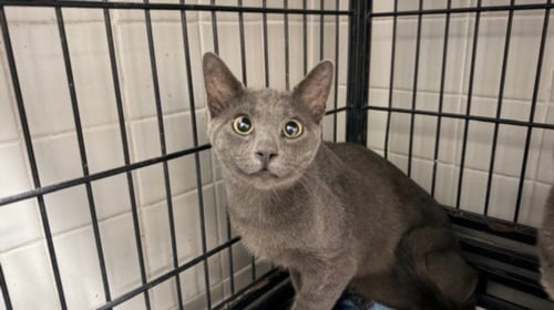 A2296910 - Domestic Short Hair available for adoption