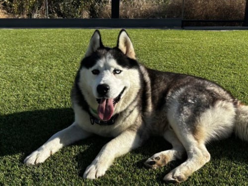 OZZY - Siberian Husky available for adoption
