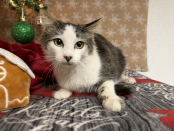 CLARK - Domestic Medium Hair available for adoption