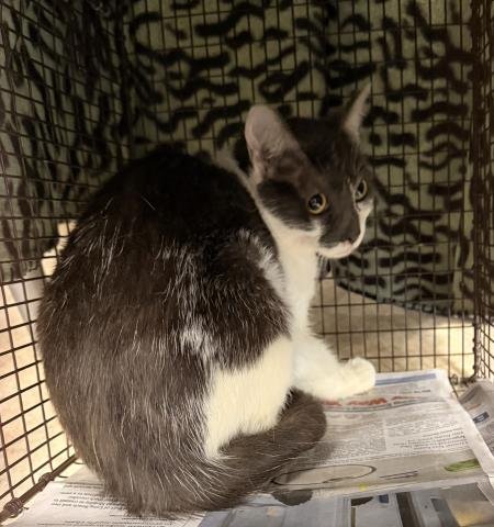 A2273846 - Domestic Short Hair available for adoption