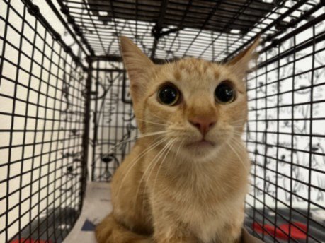 CORIANDER - Domestic Short Hair available for adoption