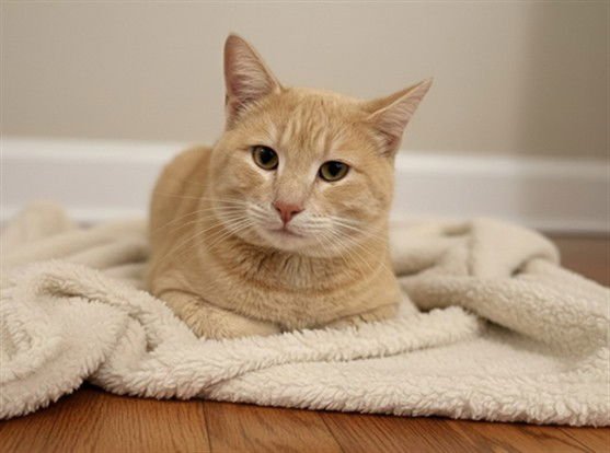 RUBIX - Domestic Short Hair available for adoption