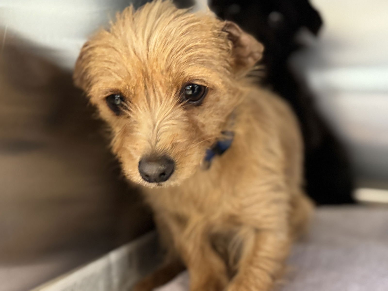 LALA - Chihuahua / Tibetan Terrier available for adoption