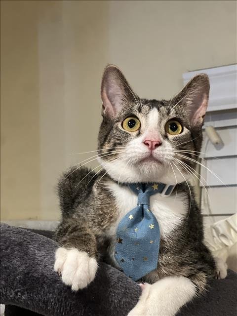 TOBY - Domestic Short Hair available for adoption