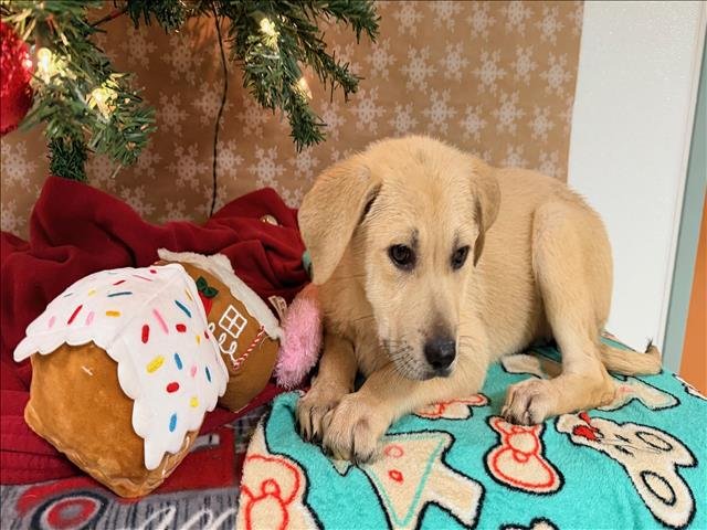 A2250943 - Labrador Retriever available for adoption