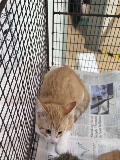 A2289586 - Domestic Short Hair available for adoption