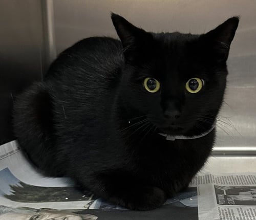 SPOOKY - Domestic Short Hair available for adoption