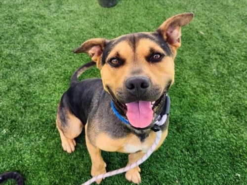 SPEEDY - German Shepherd Dog / Pit Bull Terrier available for adoption