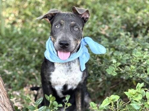 TIMOTHY - Pit Bull Terrier available for adoption