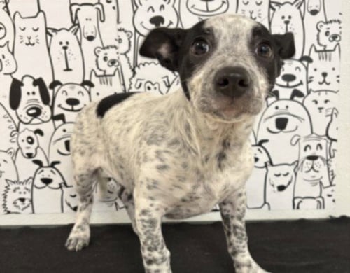 SPANK - Australian Cattle Dog/Blue Heeler available for adoption