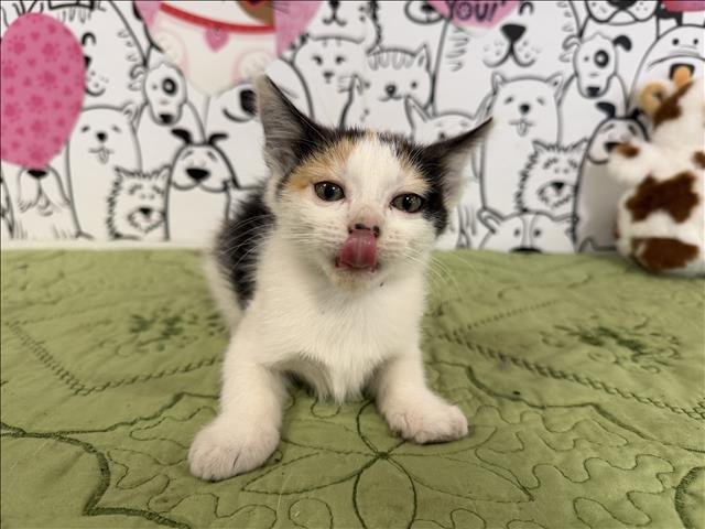 ROSIE - Domestic Medium Hair available for adoption