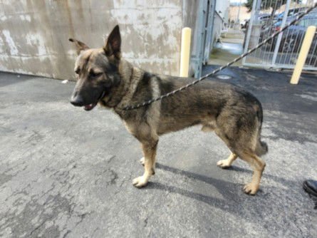 GRIZZLY - German Shepherd Dog available for adoption
