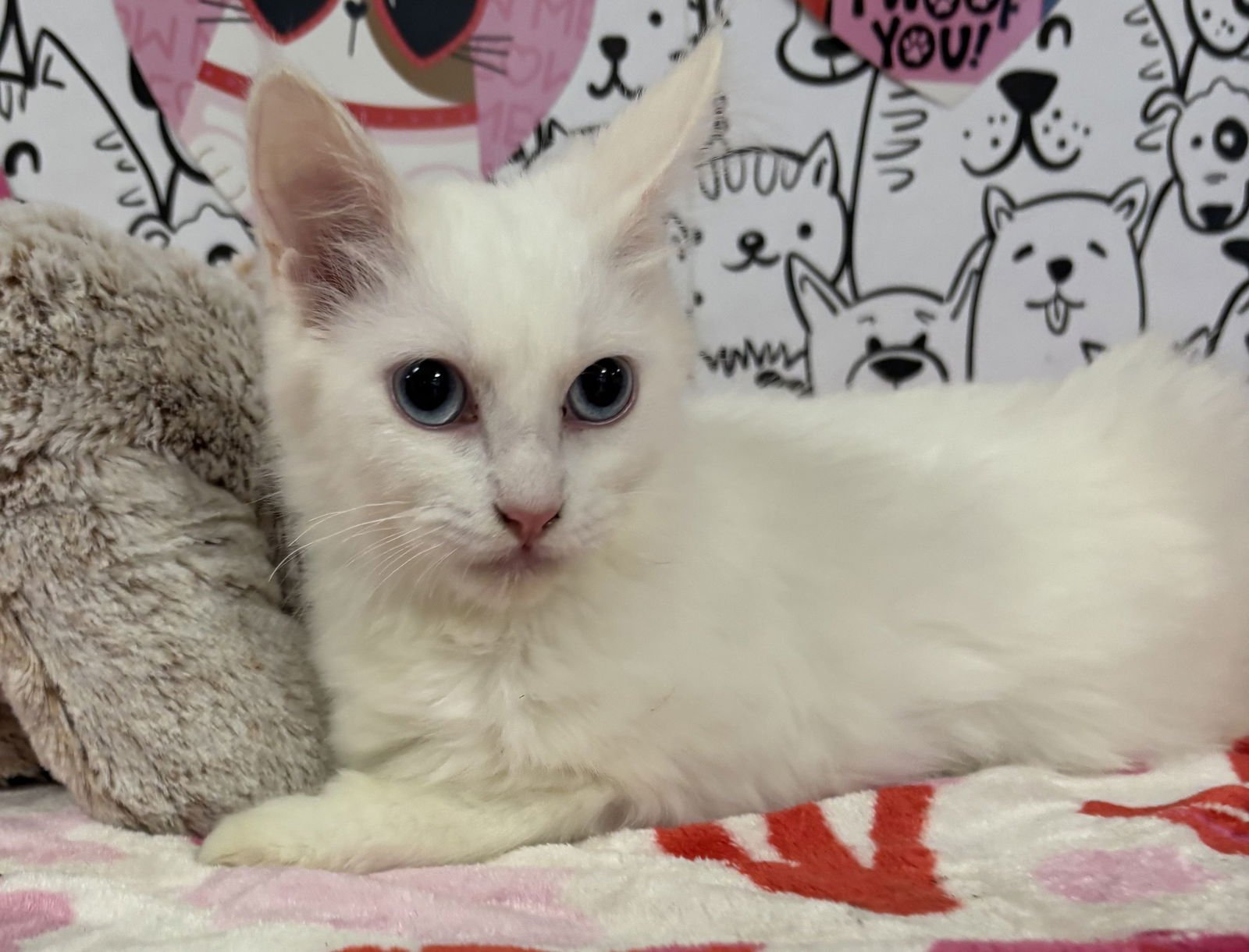 DORIO - Domestic Short Hair available for adoption