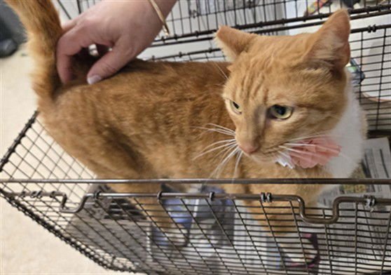 MOLLY - Domestic Medium Hair available for adoption