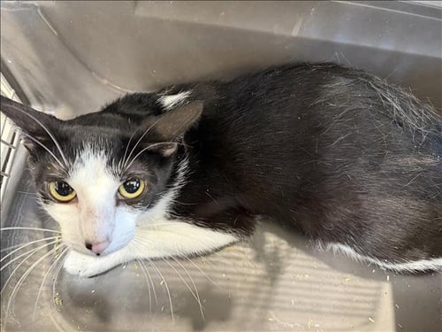 BENNY - Domestic Short Hair available for adoption