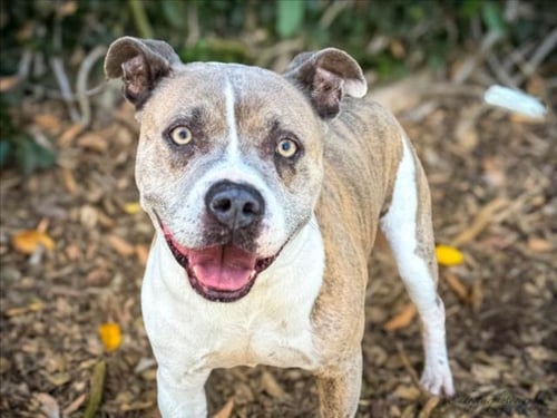 HOMER - Pit Bull Terrier available for adoption