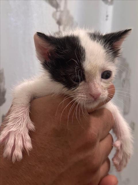 LUCKY - Domestic Short Hair available for adoption