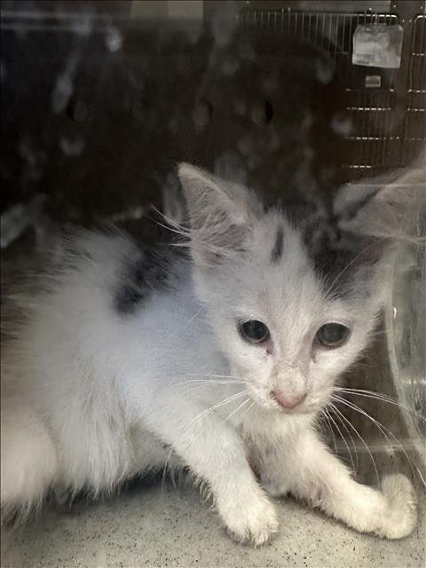 A2290351 - Domestic Short Hair available for adoption