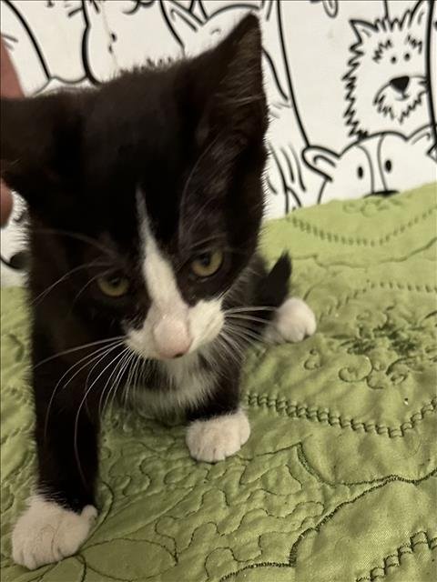 VALENTINE - Domestic Short Hair available for adoption