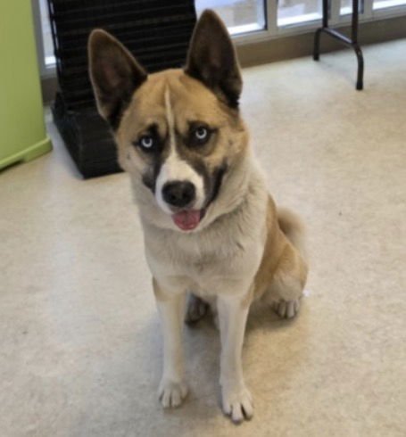 LEVI - German Shepherd Dog / Siberian Husky available for adoption