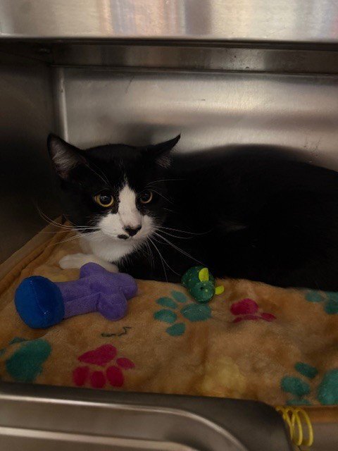 SHERMAN - Domestic Short Hair available for adoption