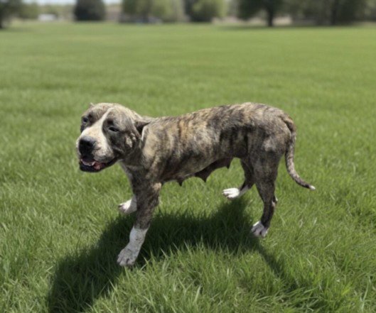 MAGGIE Image
