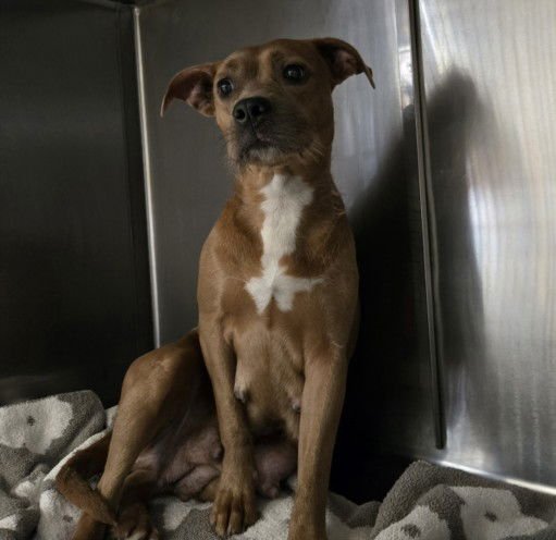 PATTY CAKES - Pit Bull Terrier available for adoption