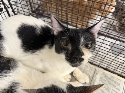 A2291208 - Domestic Short Hair available for adoption