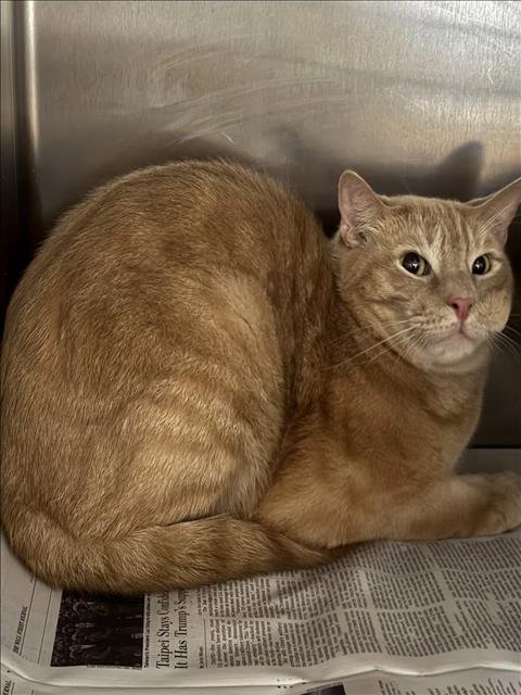 NALO - Domestic Short Hair available for adoption