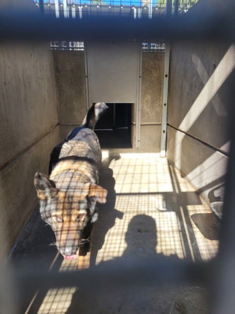 MOKA - German Shepherd Dog available for adoption