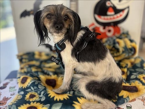 OREO - Cavalier King Charles Spaniel available for adoption