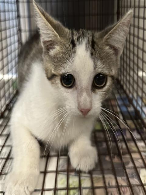 A2290349 - Domestic Short Hair available for adoption