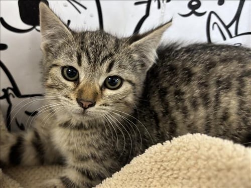 JOY - Domestic Short Hair available for adoption