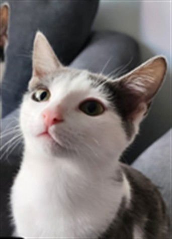 AMBROSIA - Domestic Short Hair available for adoption