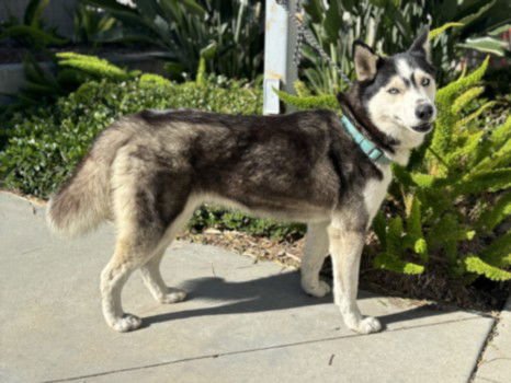 BREEZE - Siberian Husky available for adoption