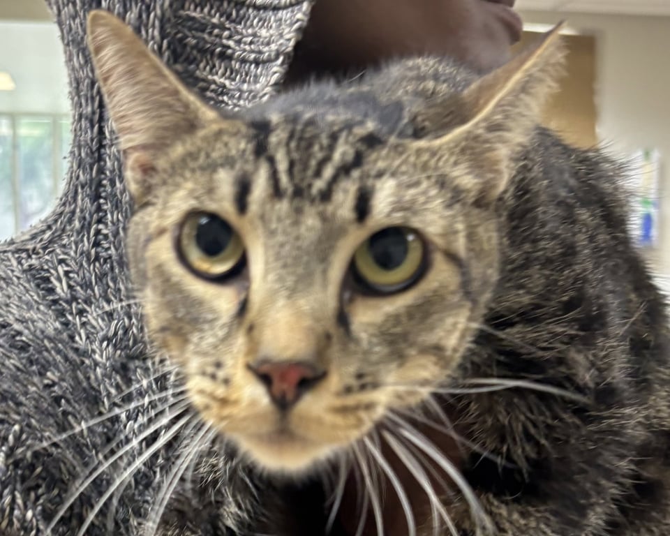 MURPHY Image