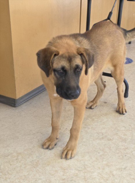 PATTY - German Shepherd Dog available for adoption