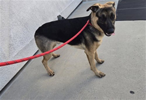 TOFFEE - German Shepherd Dog available for adoption